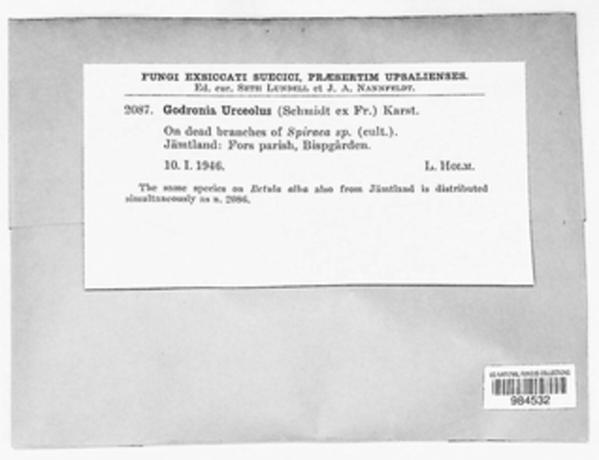 Godronia urceolus image